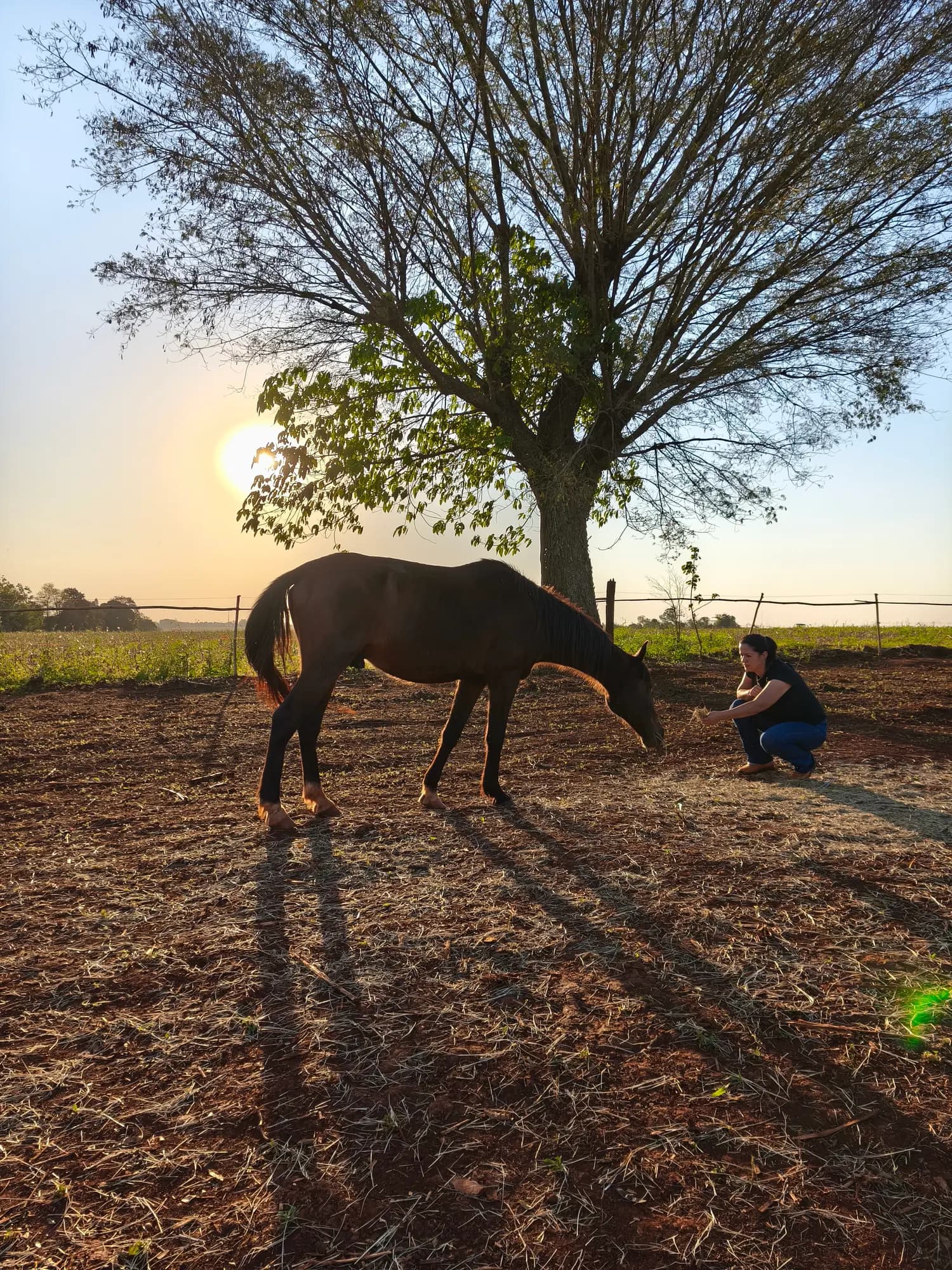 Cavalo ao entardecer na EquoSpace